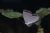 Oostelijk staartblauwtje 4 (Cupido decoloratus)